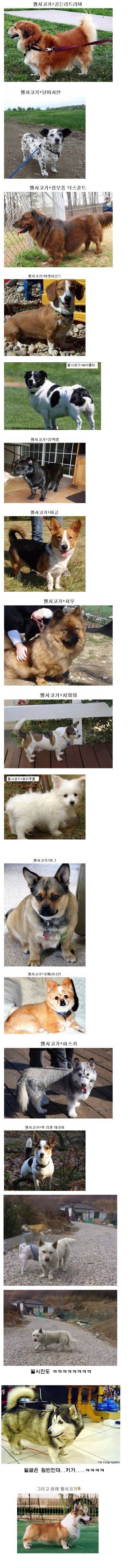 웰시코기의 우월함 | 인스티즈