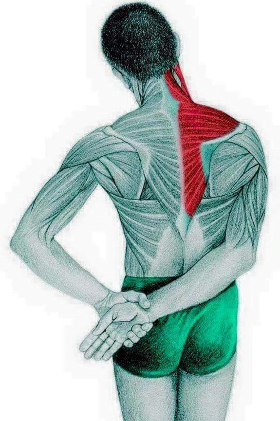 각 스트레칭별 자극이 가는 부위들 | 인스티즈