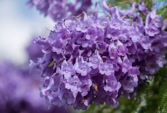 호주에 핀다는 보라색 벚꽃 | 인스티즈