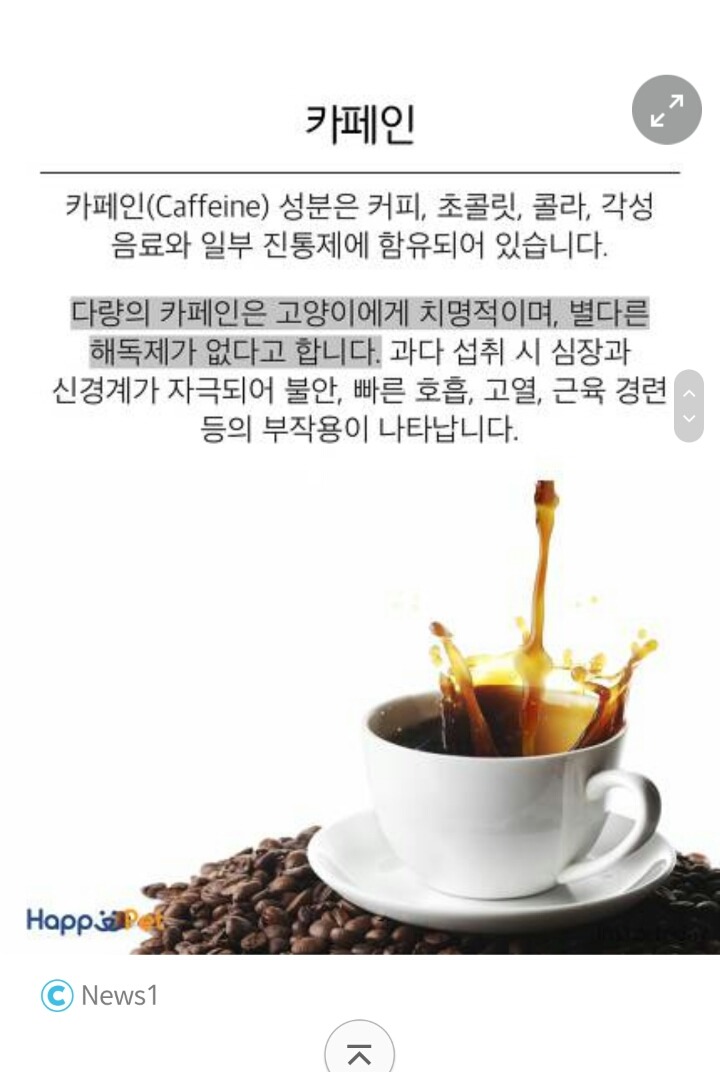 위험해요! 고양이가 먹으면 안 되는 음식들 | 인스티즈