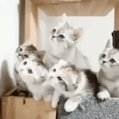 일사불란.gif | 인스티즈