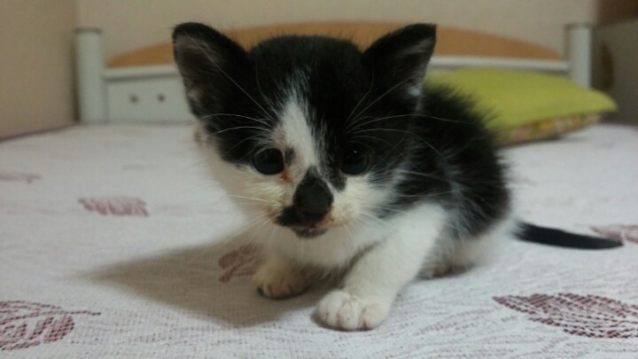 9냥이네 | 인스티즈