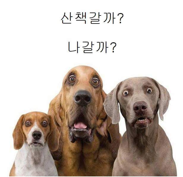 강아지한테 장난으로 해서는 안 되는 말 | 인스티즈