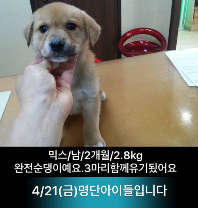 금요일날 안락사 되는 애기들이래ㅠㅠ | 인스티즈