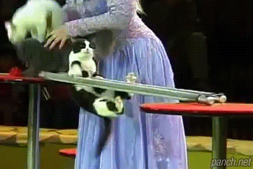 고양이 서커스단.gif | 인스티즈