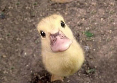 야생동물의 새끼들 | 인스티즈