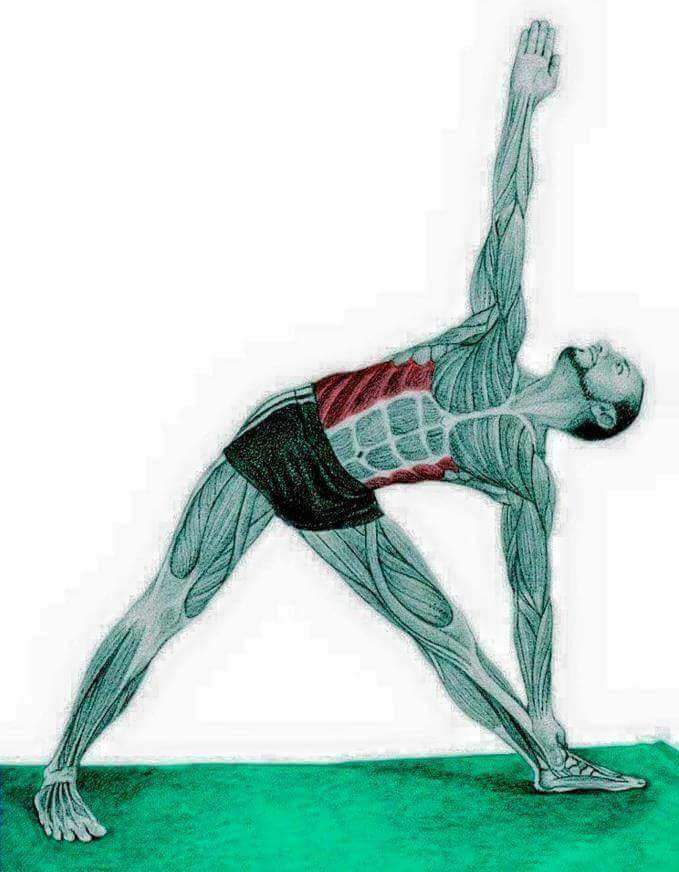 각 스트레칭별 자극이 가는 부위들 | 인스티즈