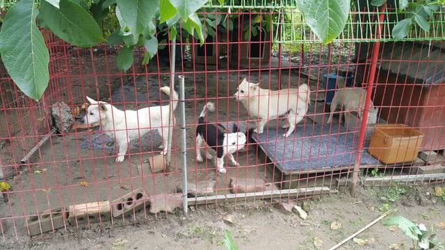 36마리의 유기견엄마 박옥래할머니 도와줘 여시들 | 인스티즈