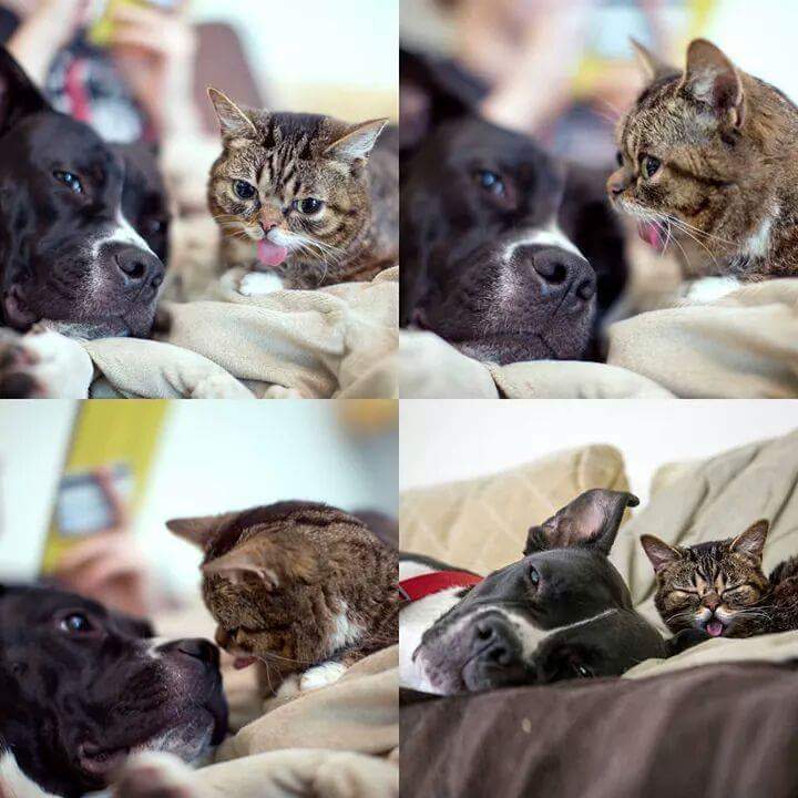 24시간 메롱하는 고양이 릴법!! | 인스티즈