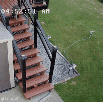 고양이 vs 너구리.gif | 인스티즈