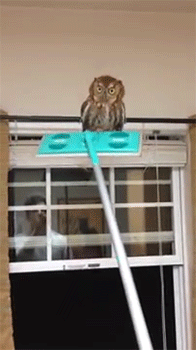 집 안에 부엉이가 들어왔을 때 대처법.gif | 인스티즈