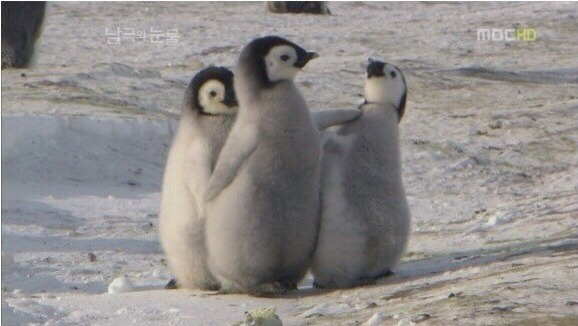 맹고 스띠끼 라이스 | 인스티즈