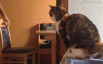 집사한테 장단 맞춰주는게 주된 일과다냥 | 인스티즈