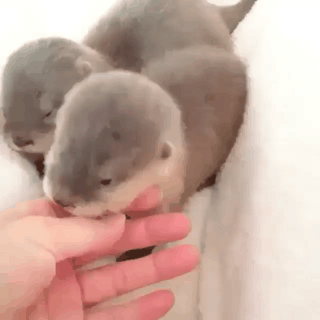 아기수달.gif | 인스티즈