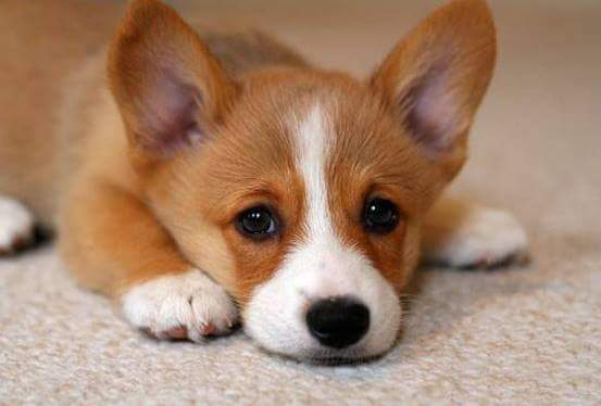 강아지한테 장난으로 해서는 안 되는 말 | 인스티즈