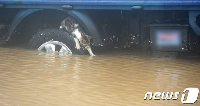 불어난 물을 피해 자동차 바퀴 위에 올라간 고양이 | 인스티즈