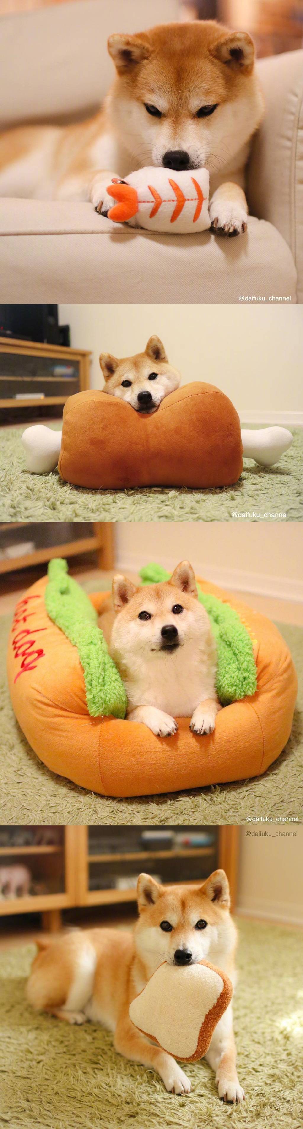 여러가지 인형을 물고 있는 카와이한 시바견 | 인스티즈