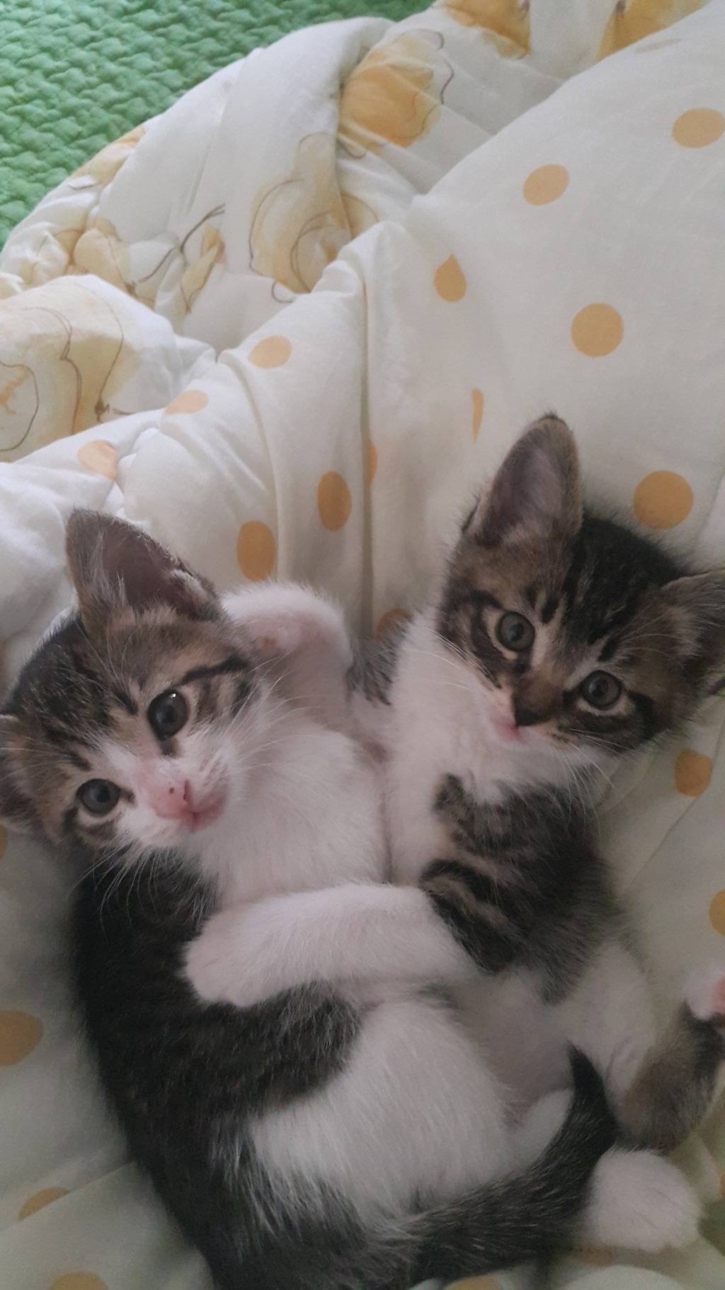 저희집 고양이 | 인스티즈