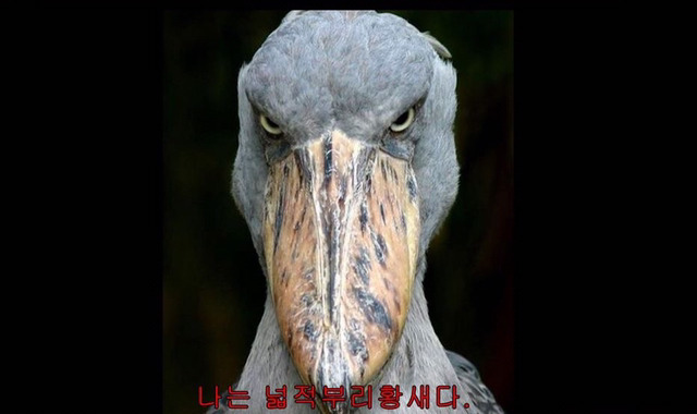 아이돌의 아무말대잔치 브이앱 | 인스티즈