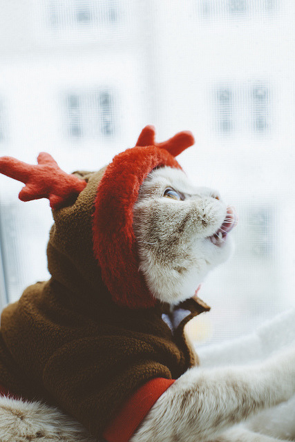 새벽에 귀여운거 공유한다 | 인스티즈