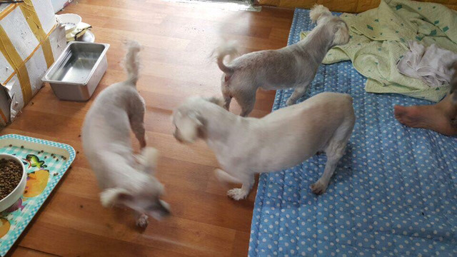 36마리의 유기견엄마 박옥래할머니 도와줘 여시들 | 인스티즈