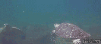 강백호-서태웅.gif | 인스티즈