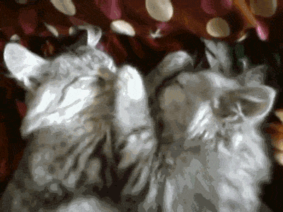 ??? : 코 건들지마 | 인스티즈