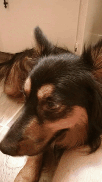 지나가고 싶은데 무서운 애가 지키고 있어서 못 들어감.gif | 인스티즈