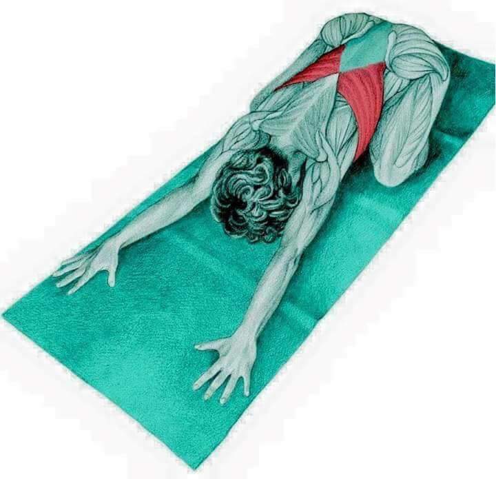 각 스트레칭별 자극이 가는 부위들 | 인스티즈