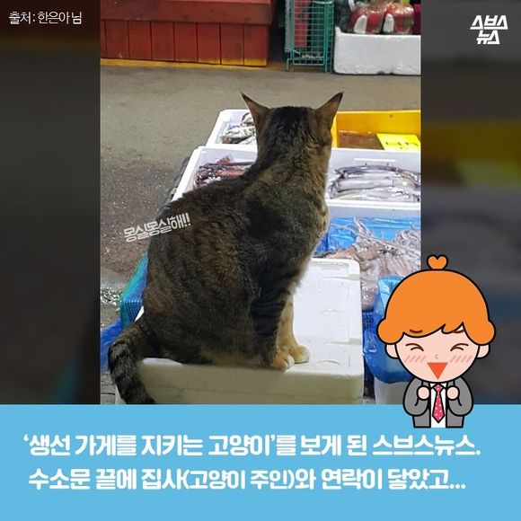  생선 싫어하는 생선 가게 고양이 | 인스티즈