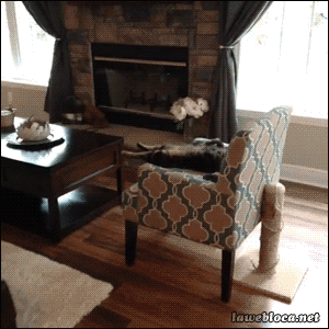 고양이가 주인을 반겨주는 방법 .gif | 인스티즈