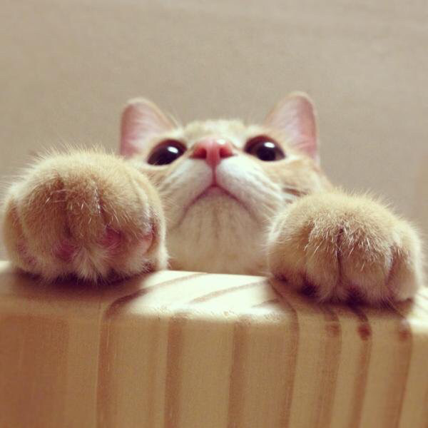 그 사람에게는 고양이가 없어 | 인스티즈