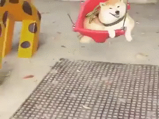 그네타는 시바.gif | 인스티즈