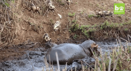 하마가 왔으니 이제 걱정 말라구! | 인스티즈