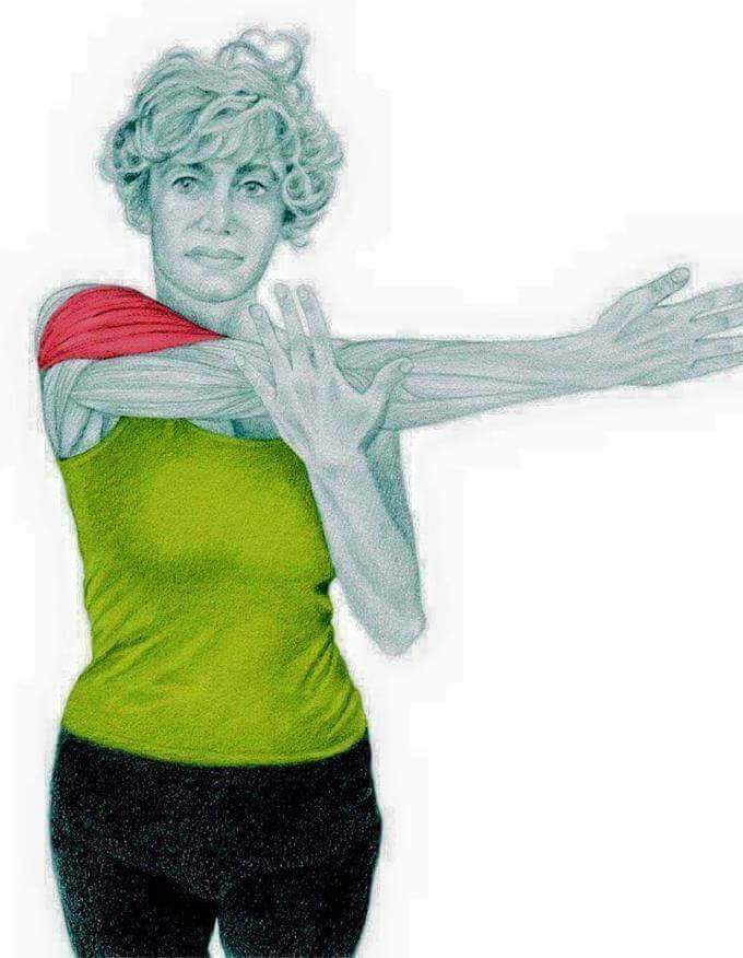 각 스트레칭별 자극이 가는 부위들 | 인스티즈