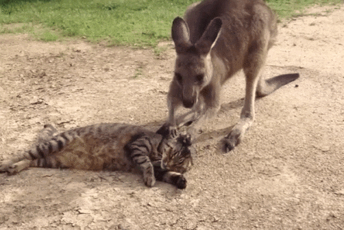 고양이에게 실연당한 캥거루 | 인스티즈