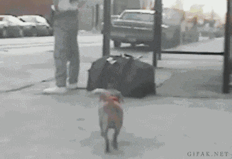 댕댕이 키워야하는이유.gif | 인스티즈