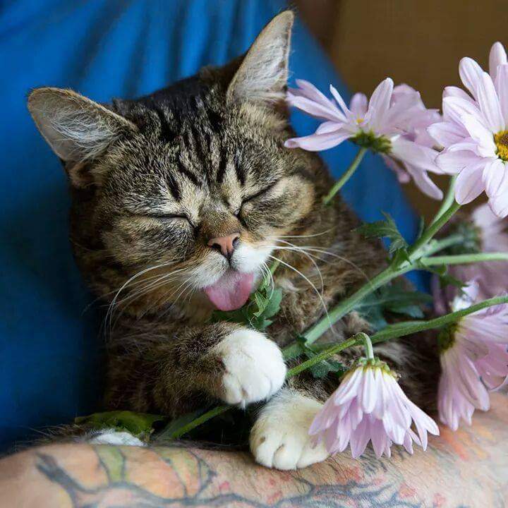 24시간 메롱하는 고양이 릴법!! | 인스티즈