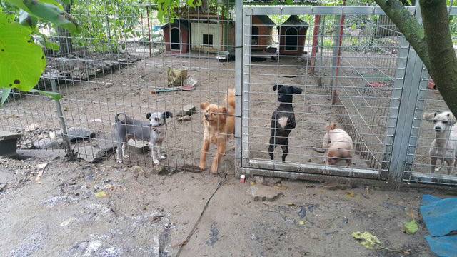 36마리의 유기견엄마 박옥래할머니 도와줘 여시들 | 인스티즈