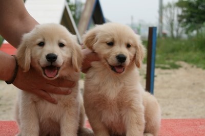 키워본 사람만 아는 알고보면 견.jpg | 인스티즈