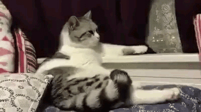 [데이터주의] 야옹이 | 인스티즈