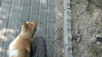 자해공갈단이냥 | 인스티즈