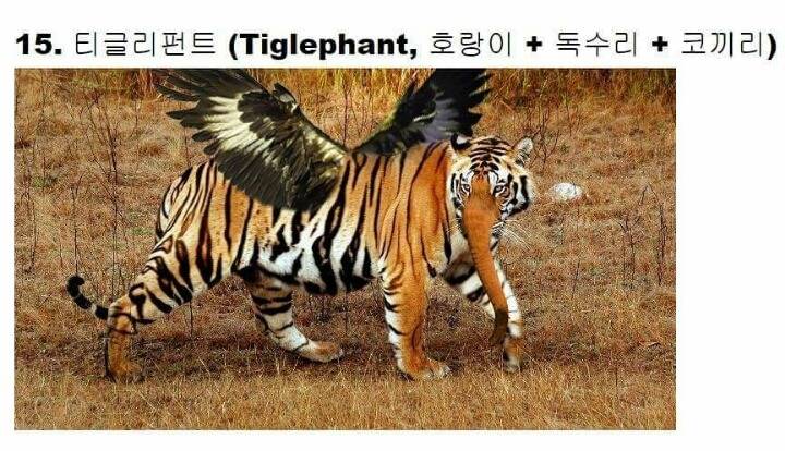 교배성공한 희귀동물들 | 인스티즈