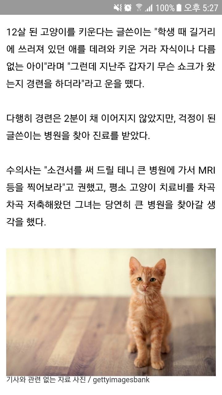 아픈 반려묘 치료비를 자기엄마 여행비로 주자는 남편.jpg | 인스티즈