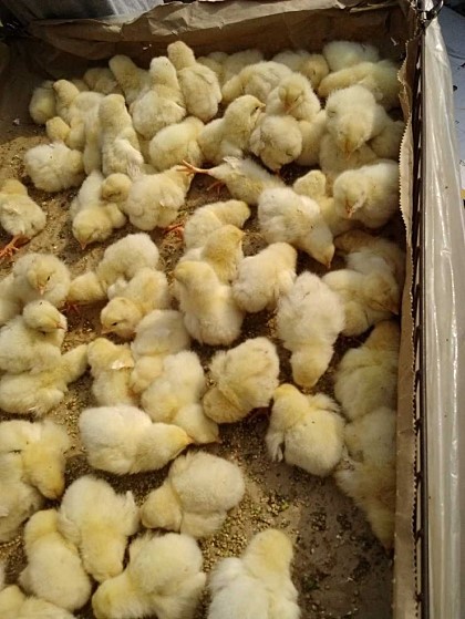 동물판매로 유명한 모란시장 | 인스티즈