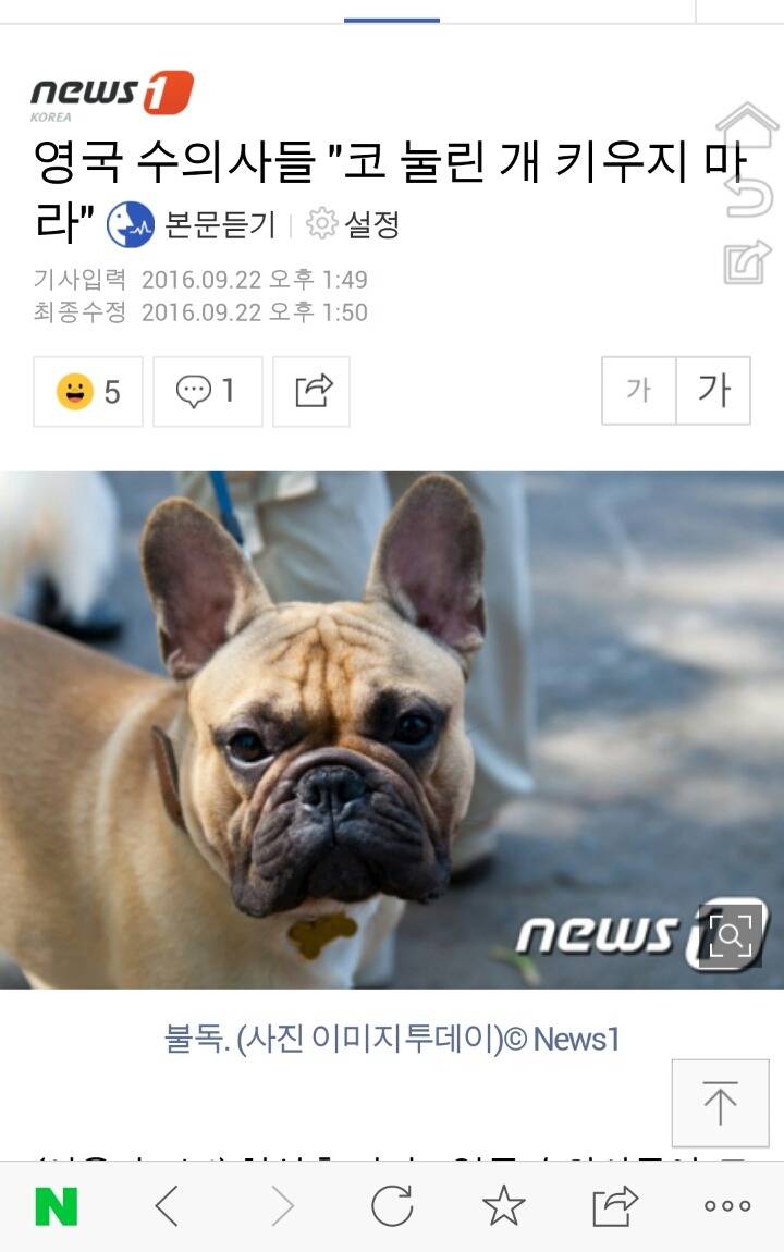 영국 수의사들 "코 눌린 개 키우지 마라" | 인스티즈