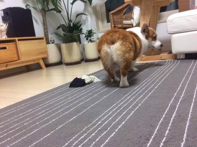 [데이터주의] 우리집 코시엘니 | 인스티즈