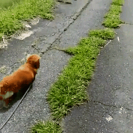 산책하던 강아지 앞에서 쓰러진척 해봤더니.gif | 인스티즈