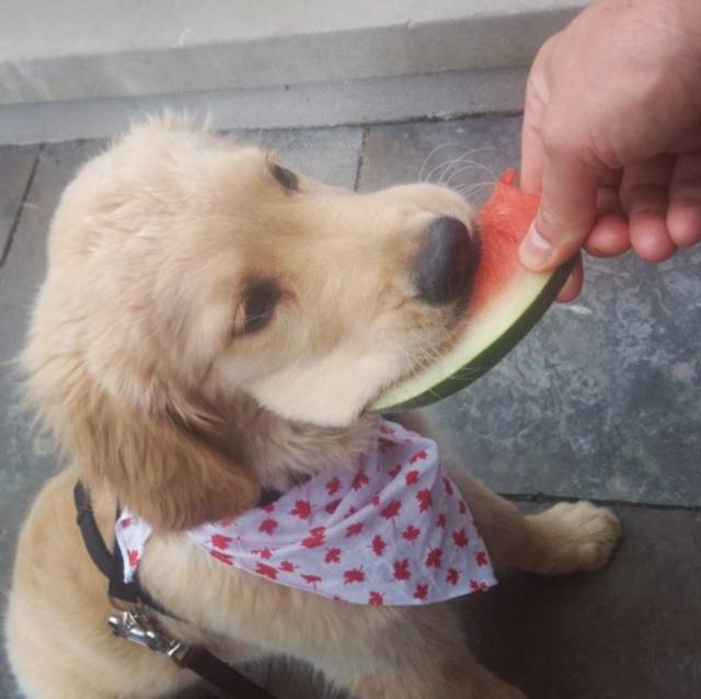 키워본 사람만 아는 알고보면 견.jpg | 인스티즈