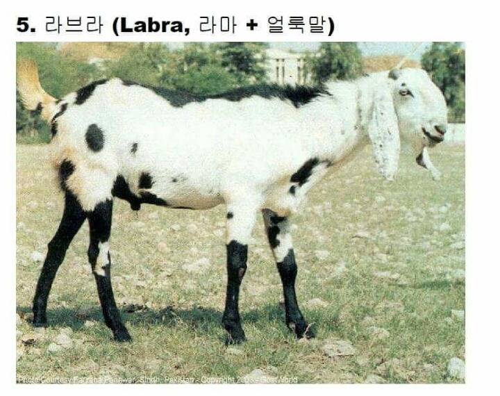 교배성공한 희귀동물들 | 인스티즈